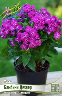 ����� ������� ������