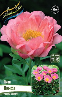 ���� �����, 2/3n