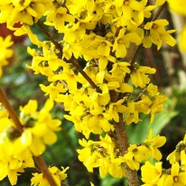 �������� ������������� ����������, P9