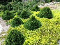 ��� �������.�����