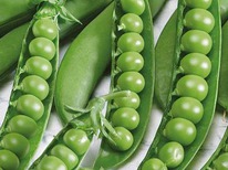 ����� ������ ����� �������