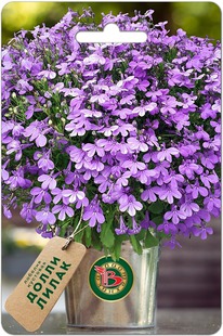 ������� �������� ����� �����