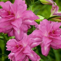 ����� ����� ����