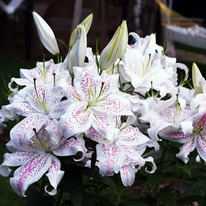 ����� ��������� Extravaganze (�������������)