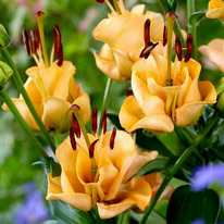 �����-������ (��-������) ������� ����