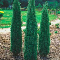 ������������ ������������ ��������