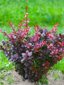 �������� �������� ������������ ���� Atropurpurea Nana