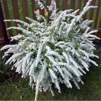 ������ ����� ��������