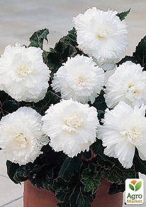 ������� ��������� ����