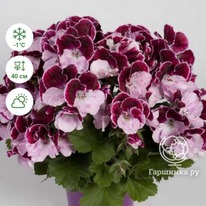 ���������� ����������� ������� ����� ��������