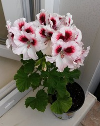 ���������� ����������� ������� ����