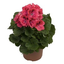 ���������� ����������� ������� �����