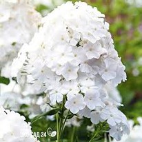 ����� ����  ������