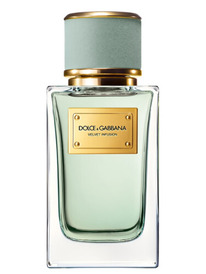 Velvet Infusion Dolce&Gabbana