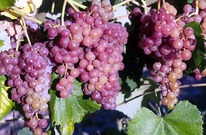 �������� ������� ���� ������ (������)