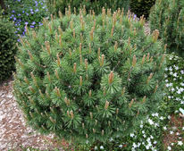 ����� ������ ��������