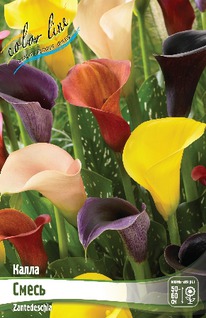 ����� ����