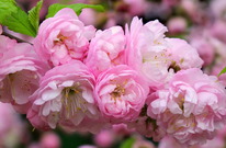 ������� ������������� (���������) ��������� �������