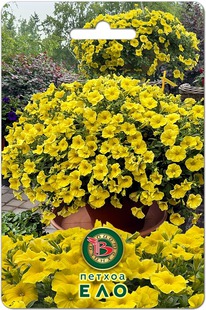 ������ ���