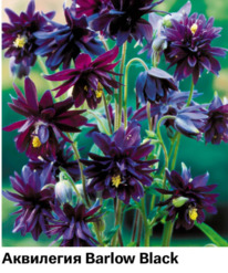 ��������� Barlow Black  6025