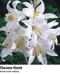 ����� Kent (��������� ������)  5105