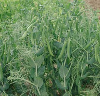 ����� �������������� (��� ����)  �������