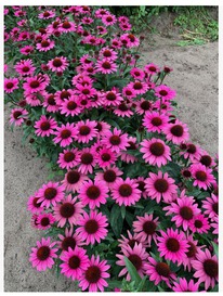 �������� ��������� ����� �����